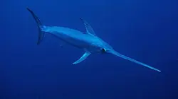 Visuel de Méditerranée sauvage