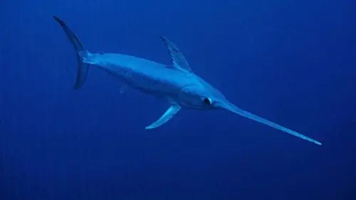 Méditerranée sauvage E04 Les chasseurs