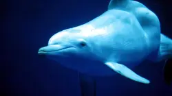 Méditerranée, sur la piste des cétacés