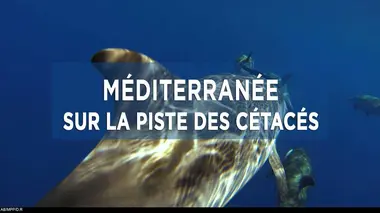 Méditerranée, sur la piste des cétacés E01