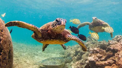 Méditerranée : tortues en danger !