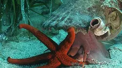 Visuel de Méditerranée, un monde à part