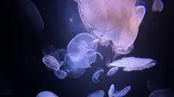 Méduses : Les souveraines des océans