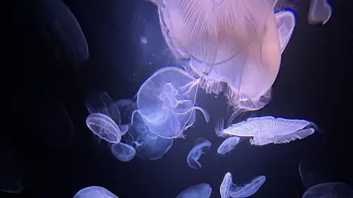 Casting Méduses : Les souveraines des océans