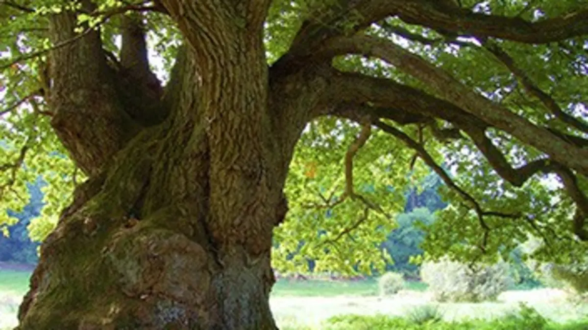 Méga déménageurs S01E13 Convois insolites