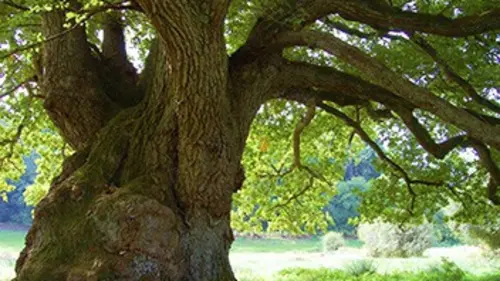 Méga déménageurs S01E13 Convois insolites