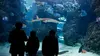 Monaco : l'aquarium de tous les défis