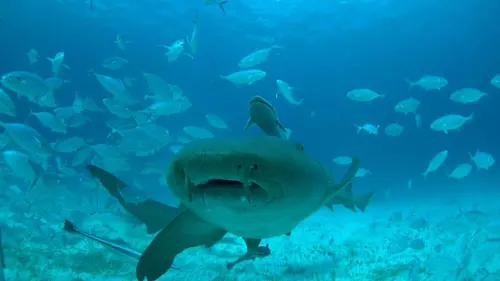 Mega requin-marteau en streaming