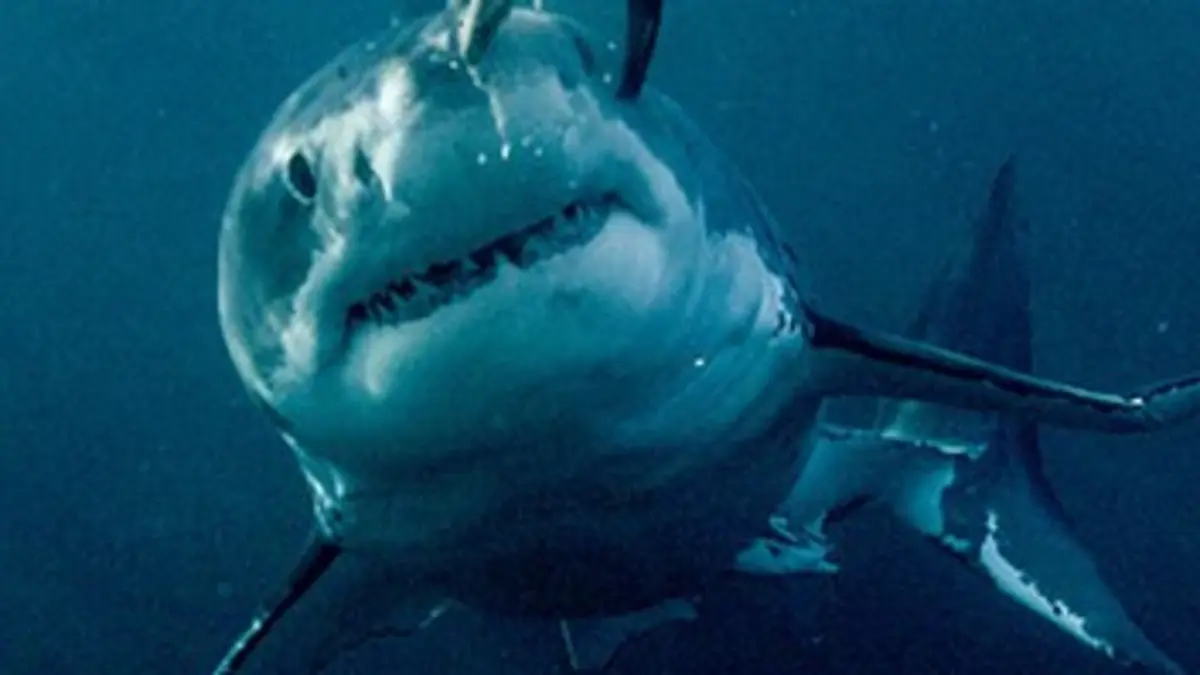 Mega Shark