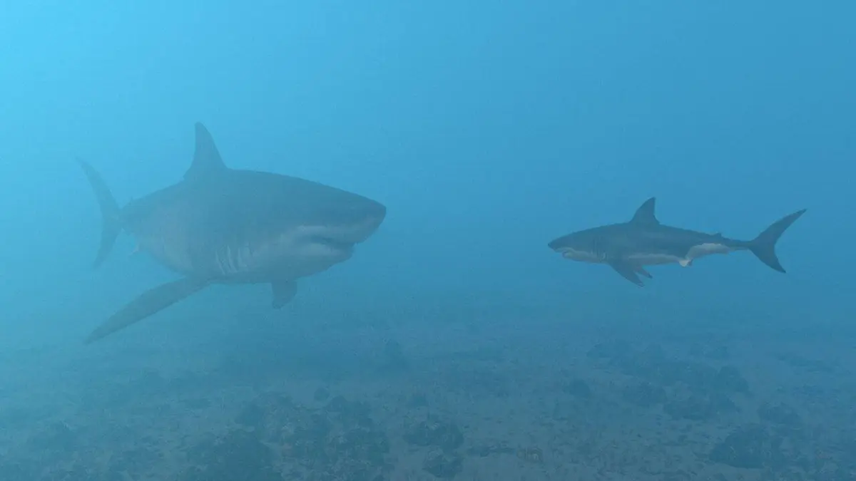 Mégalodon, le requin géant