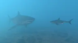 Mégalodon, le requin géant