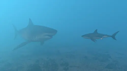 Mégalodon, le requin géant