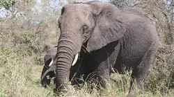 Mémoires d'éléphant