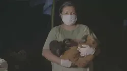 Menacés d'extinction