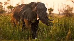 Mensah, reine éléphante