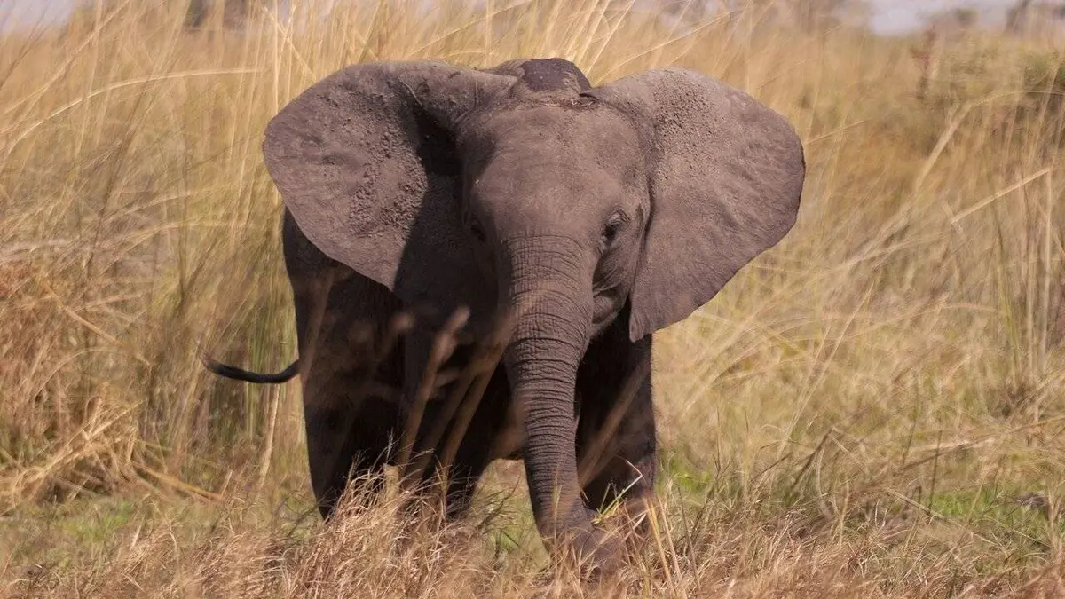 Mensah, reine éléphante