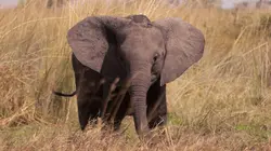 Mensah, reine éléphante