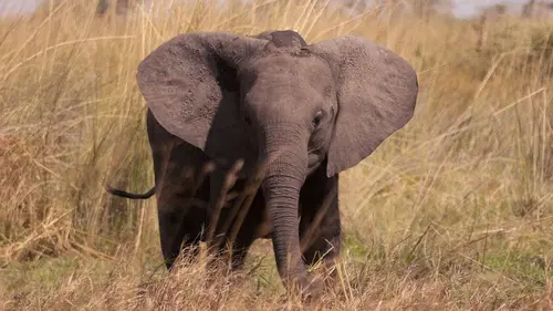 Casting Mensah, reine éléphante