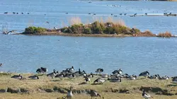 Mer du Nord, le retour des oies sauvages