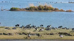 Visuel de Mer du Nord, le retour des oies sauvages