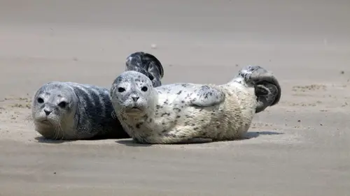 Mer du Nord, sauvons les bébés phoques