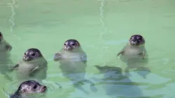 Mer du Nord, sauvons les bébés phoques