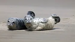 Mer du Nord, sauvons les bébés phoques