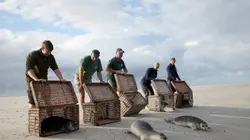 Mer du Nord, sauvons les bébés phoques