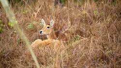 Mère nature Des mères tenaces
