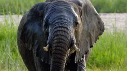 Merveilles d'Afrique