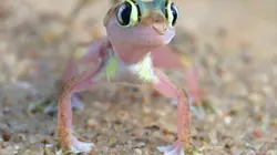 Merveilles d'Afrique