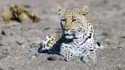 Merveilles d'Afrique