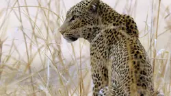 Merveilles d'Afrique