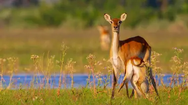 Le delta de l'Okavango