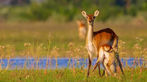Merveilles d'Afrique S01E01 Le delta de l'Okavango