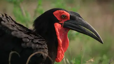 La réserve de Mala Mala