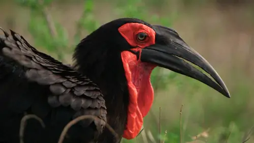 Merveilles d'Afrique