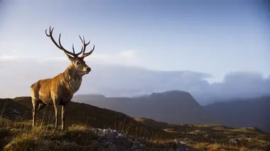 La majesté des sommets