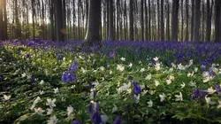 Merveilles d'Europe Le secret des forêts