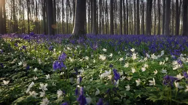 Le secret des forêts