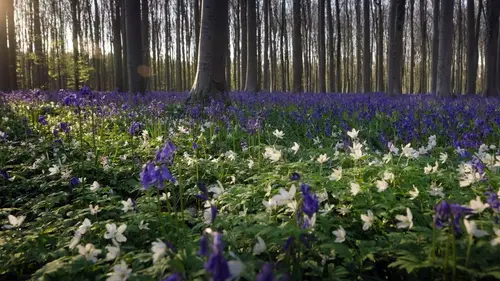 Merveilles d'Europe Le secret des forêts