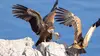 Merveilles de la côte croate : Le littoral sauvage