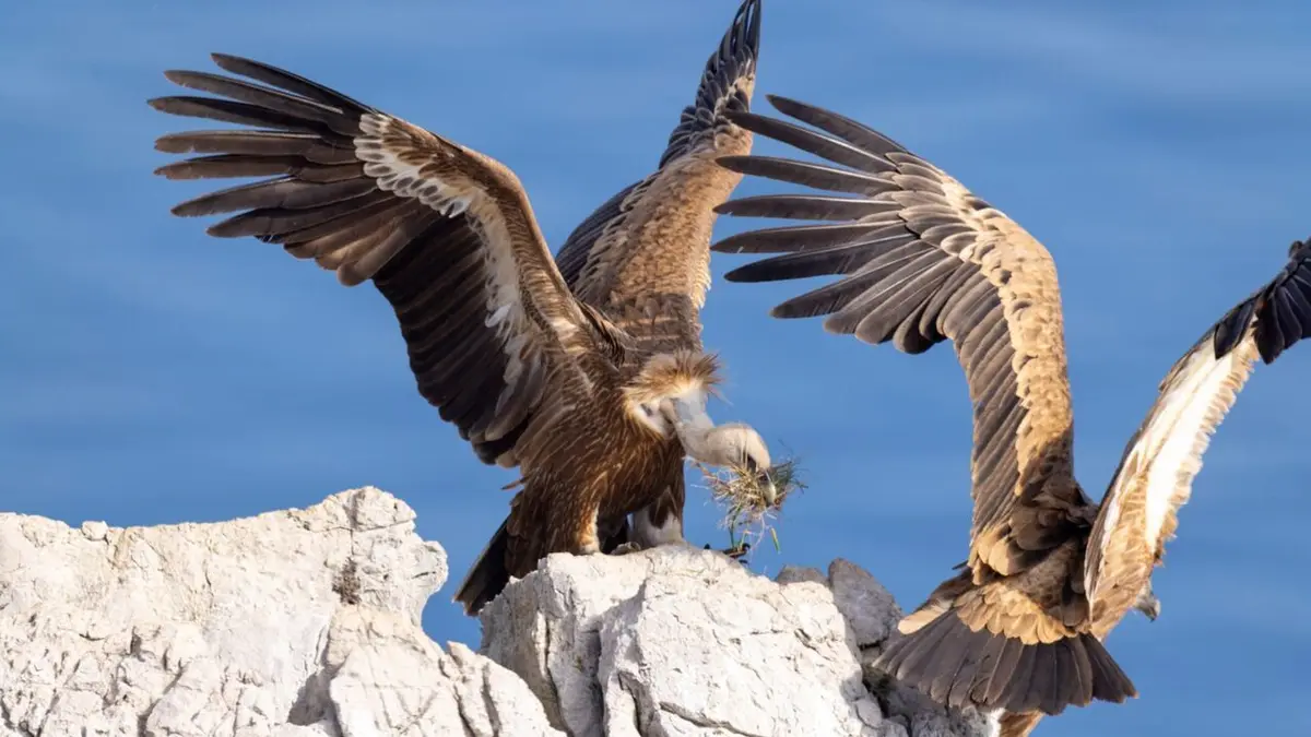Merveilles de la côte croate : Le littoral sauvage