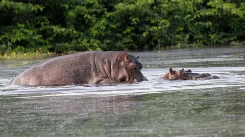 Épisodes de Merveilles de la nature