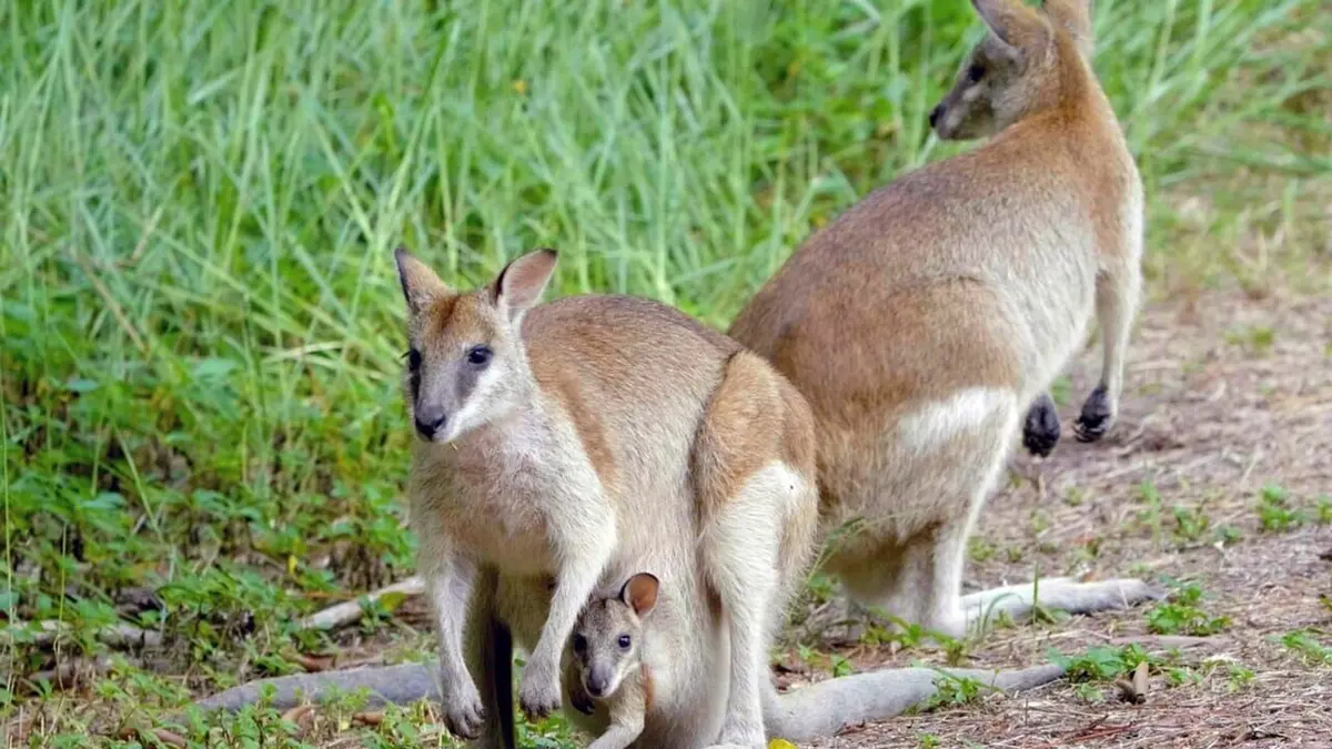Merveilles de la nature Daintree, l'Australie des origines