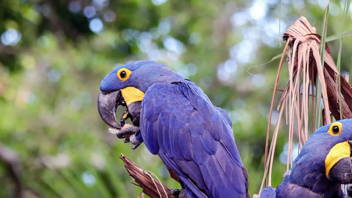 Merveilles de la nature Pantanal, l'autre Brésil sauvage