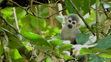 Cano Cristales, la rivière arc-en-ciel