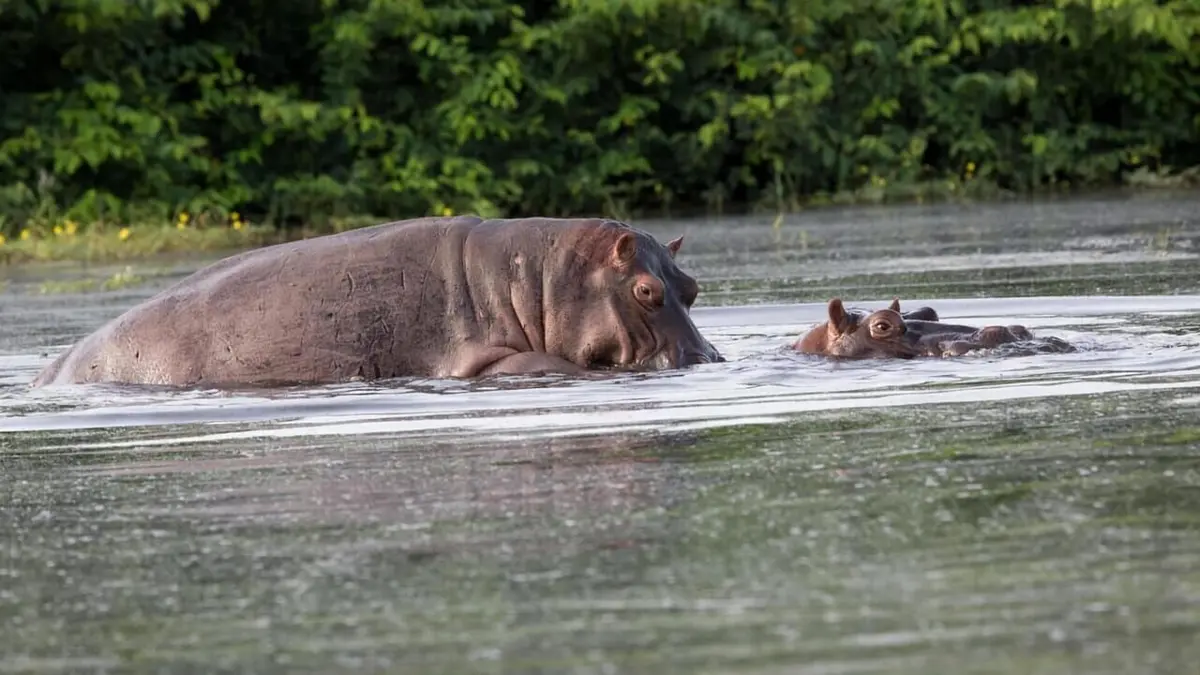 Merveilles de la nature Le sanctuaire d'Umphang en Thaïlande