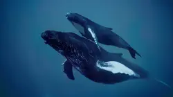 Merveilles de la vie sous-marine