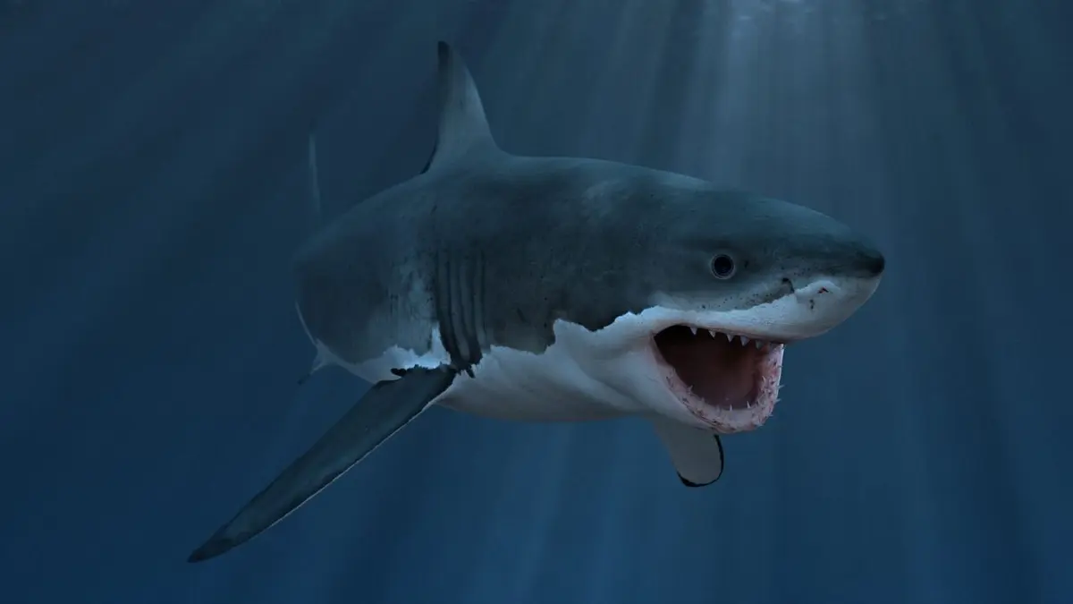 Merveilles de la vie sous-marine Monstres des mers